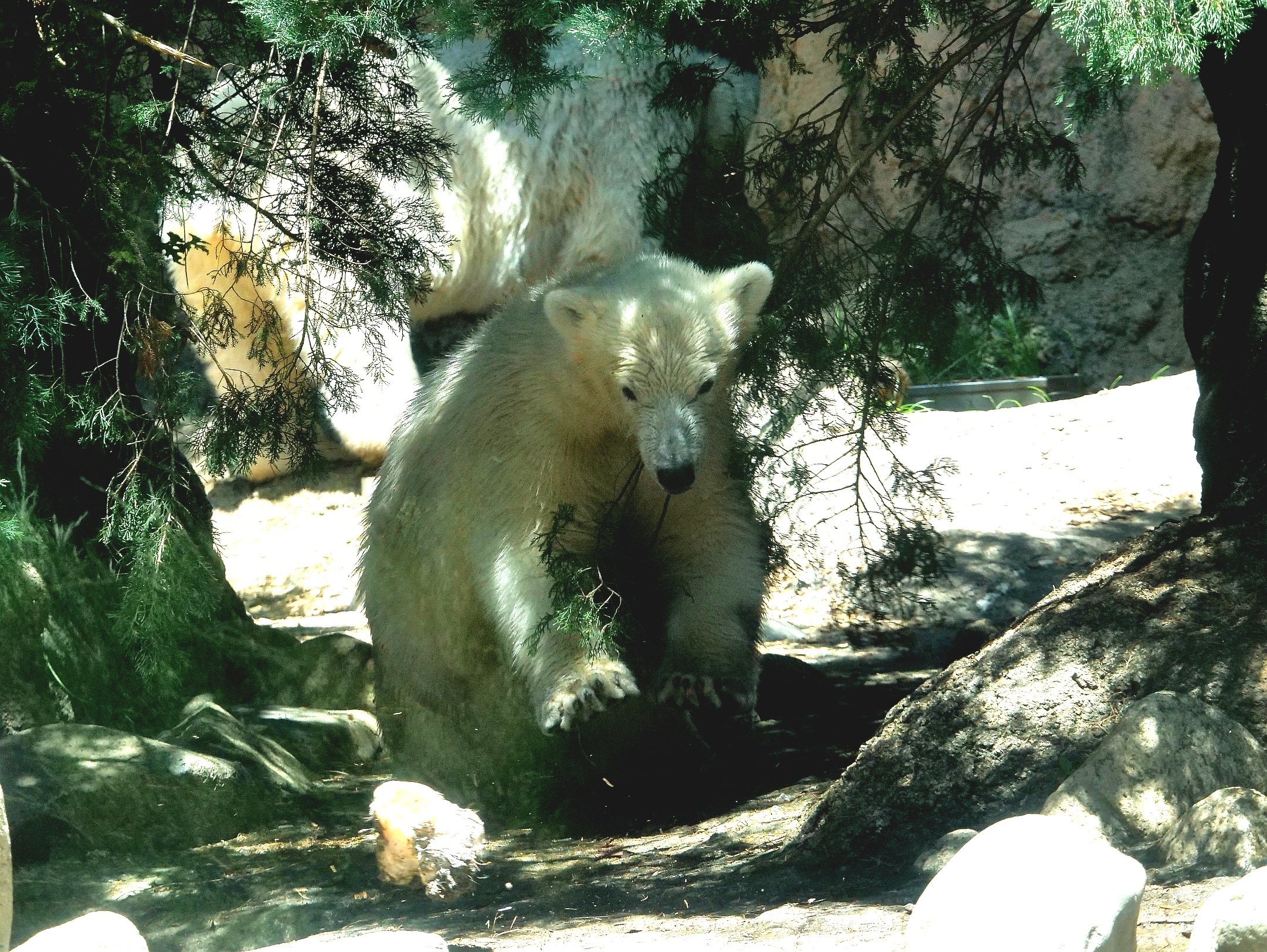 ホッキョクグマ - Search / X