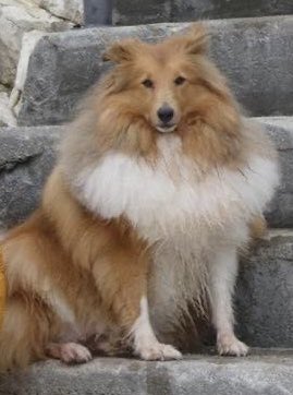 Happy 9th birthday to our little girl, Thornhill Oh So Sweet aka Lexie