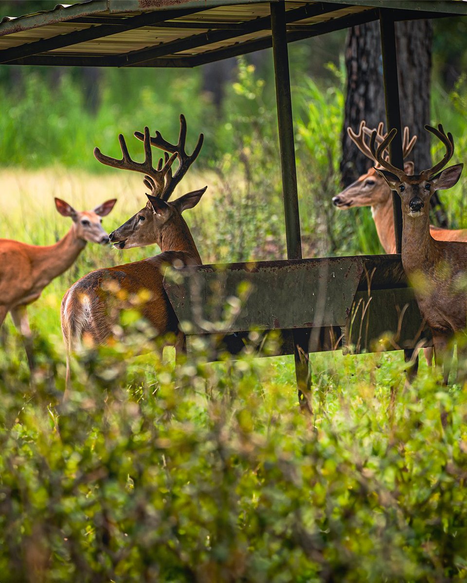 Realtree's tweet photo. Day by day. Inch by inch. Closer to season.

#Realtree https://t.co/xZrp5tv6Wm