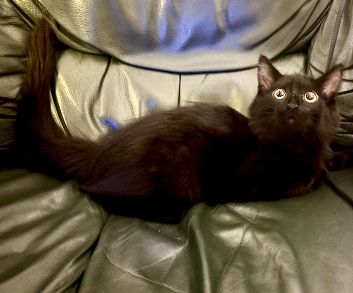 Breaking News: According to CNN my cat is Possibly White! 😂🤣😂. What would you name him?