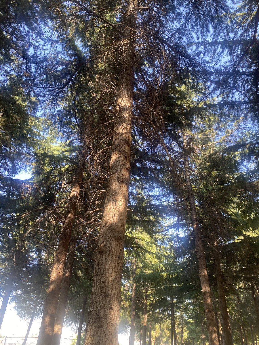 mine_nur's tweet photo. @atasehirbld 
@mbb_parkvebahce 
@onursaladiguzel 

Bu park bir çok sakinin serinlemek için kullandığı büyük yeşil bir alan fakat bu park yokmuş gibi davranılıyor. 
Sulama yok , ağaçlar kurudu. Onca yeşillik günden güne yok oluyor. https://t.co/KrqBrsTefu