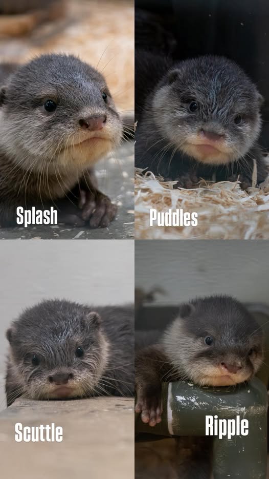 Cincinnati Zoo tweet media