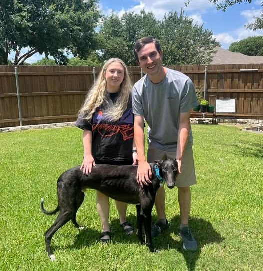 Congratulations to Zorro on finding his forever home! He will keep his name and enjoy a wonderful backyard.  #Greyhounds #AdoptionDay