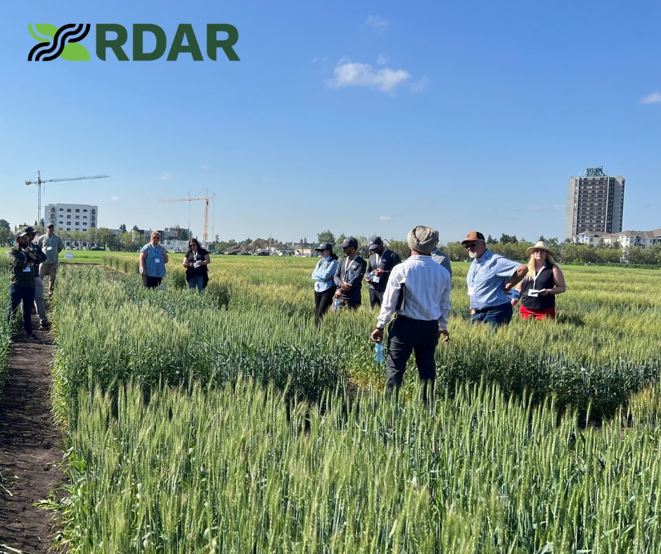 RDAR staff had the opportunity to attend the inaugural Cereal Breeding Lab (CBL) Wheat Field Day. The day showcased recently released varieties like UABrynn and other advanced lines in the breeding pipeline at U of A. 

#AlbertaAg #Wheat #UofA