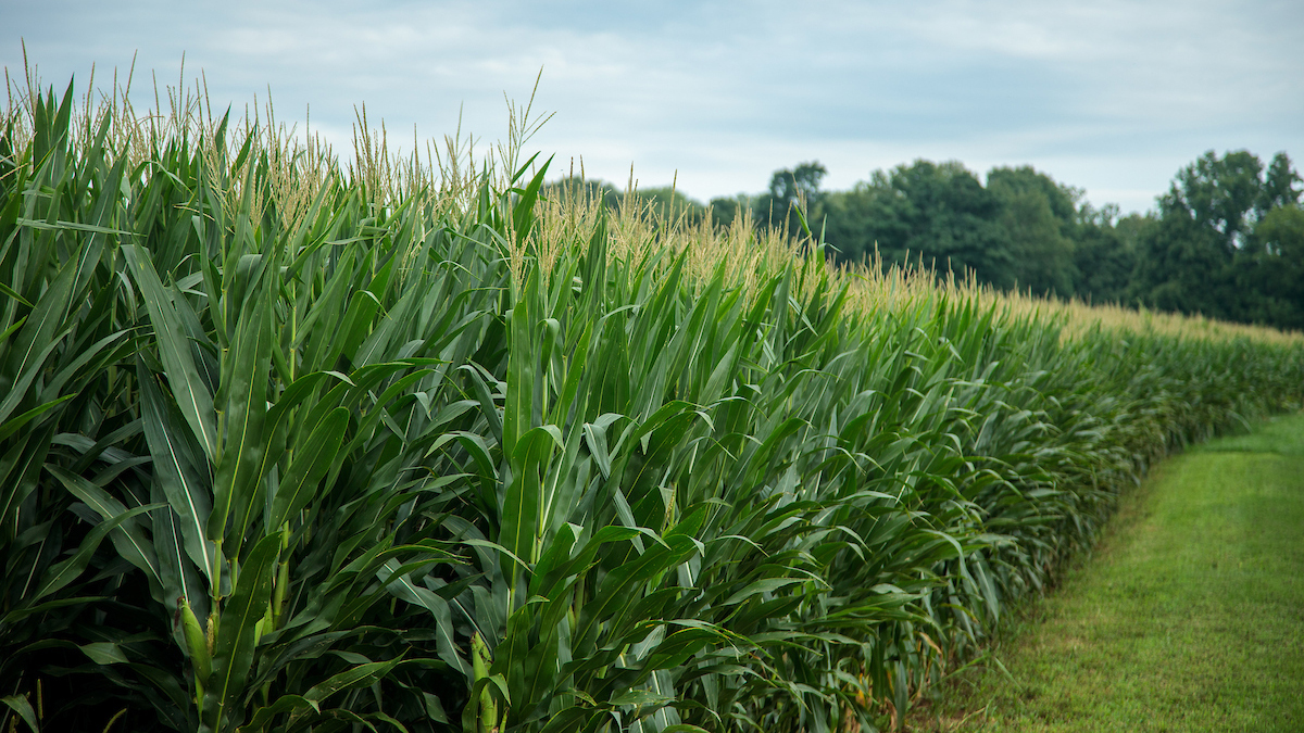 You probably have questions about corn and humidity ☀️ 🌽 

Find some expert answers here &gt;&gt; bit.ly/4o7hHNv