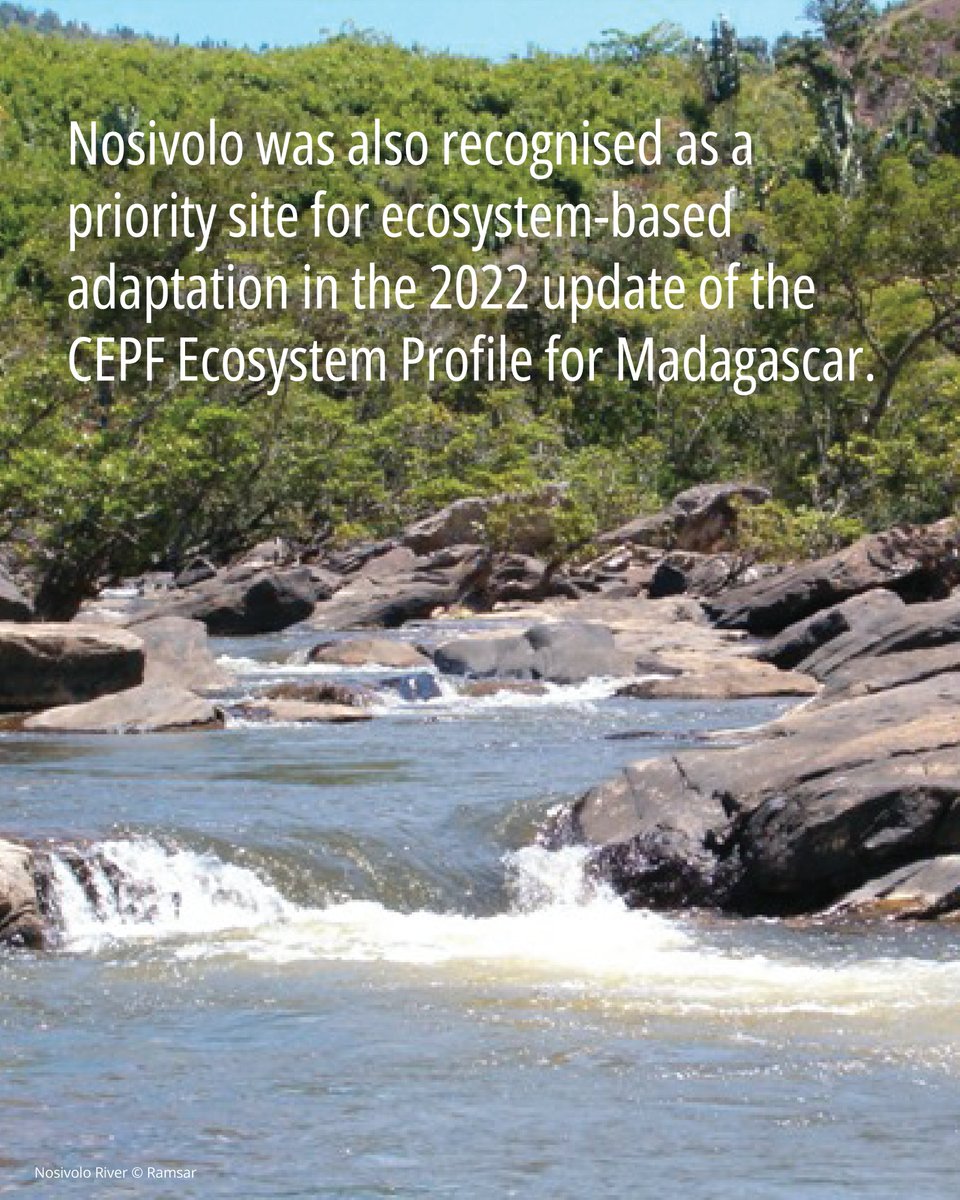 #CaseStudies |💧The Nosivolo River is an AZE site for the CR 𝘙𝘩𝘦𝘰𝘤𝘭𝘦𝘴 𝘭𝘢𝘵𝘦𝘳𝘢𝘭𝘪𝘴, and a global KBA for 4 freshwater fish species.👉It was also recognized as a Ramsar Site in 2010 – the 1st river in Madagascar to gain this designation.

🔗 bit.ly/4nPGfKA