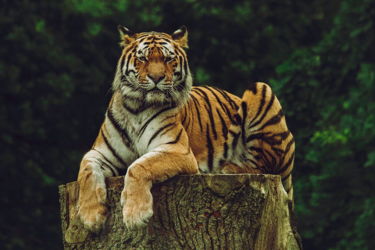 La música de este lunes en #AlaUna viene con rugido 🐯 Hoy es #DíaMundialDelTigre, una fecha para crear conciencia sobre su conservación y proteger su hábitat. Que no se apague su rugido en la naturaleza.