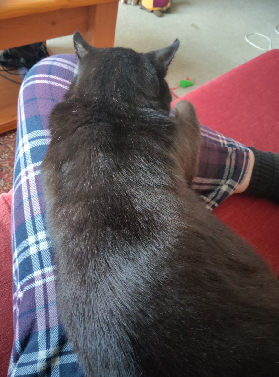 Making up for leaving him home alone, sweet Bob