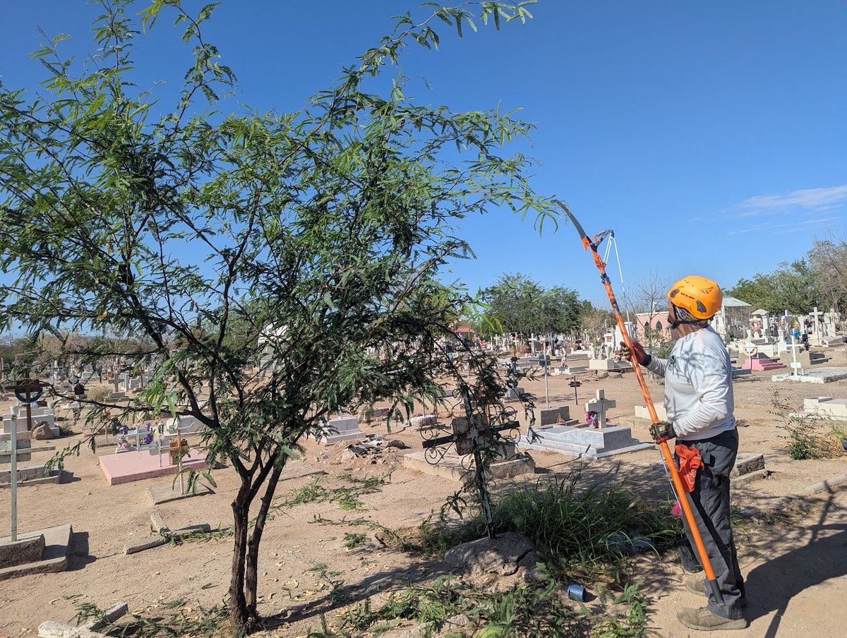 ¡Únete al voluntariado hoy en Bosque Memorial Yáñez de 6 PM a 8 PM! Ayúdanos a cuidar nuestro entorno. ¡Te esperamos! #Voluntariado"