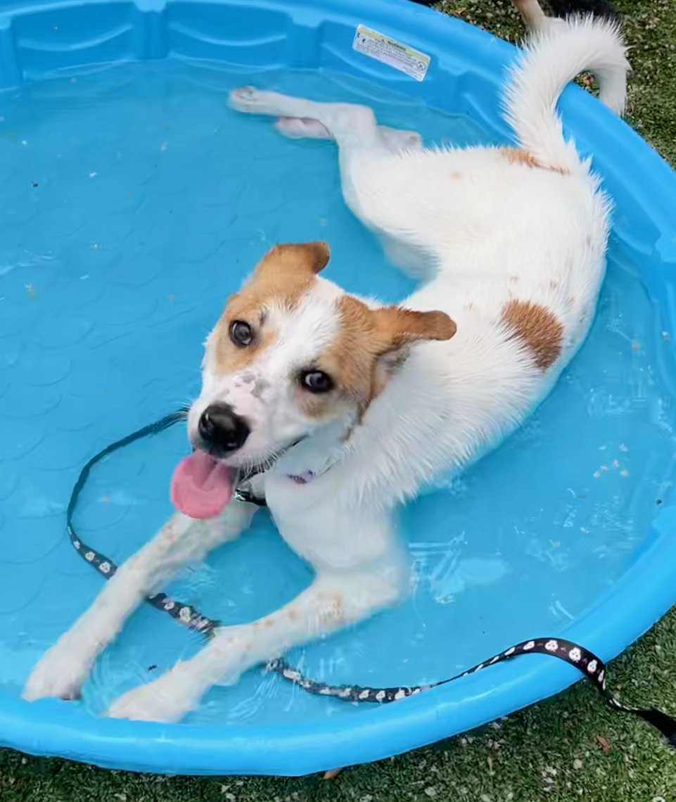 Russell - your future adventure buddy! 😃 This fun-loving and energetic 8-month-old Australian Cattle Dog mix is still in his puppy stage, which means he's full of curiosity, enthusiasm, &amp; potential. He's looking for a family who will guide him with love, patience, &amp; training. ❤️