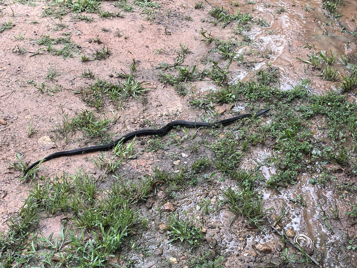 Snek