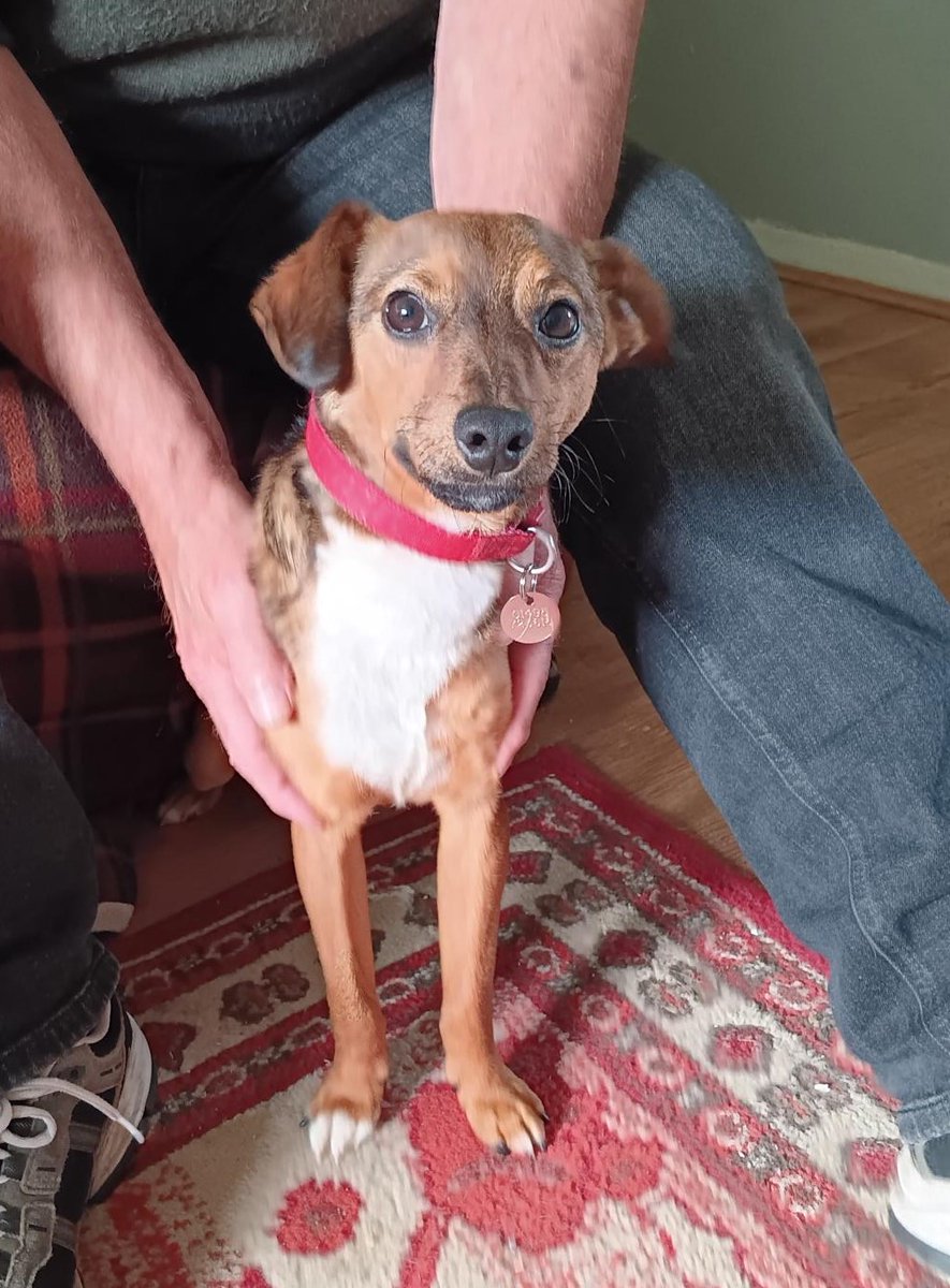 Please retweet to help find the owner or a rescue shelter space for this stray dog found  #EbbwVale #Gwent #Wales  28 July 2025
Now in a council pound!! 💔💔💔
Original post on facebook 👇
facebook.com/blaenaugwentcbc
Telephone  01495 311556- Blaenau Gwent County Borough Council