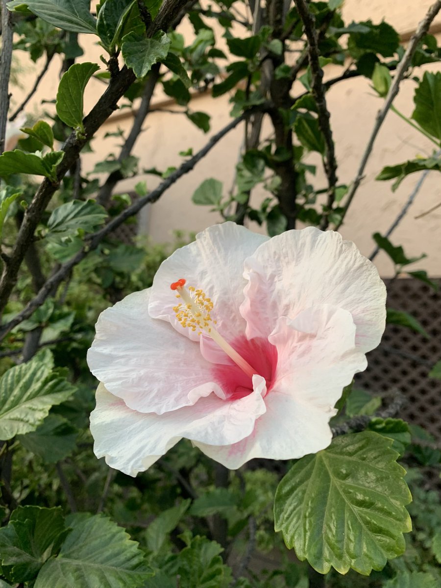 اجمل زهرة كركدية شفتها بحياتي🌺