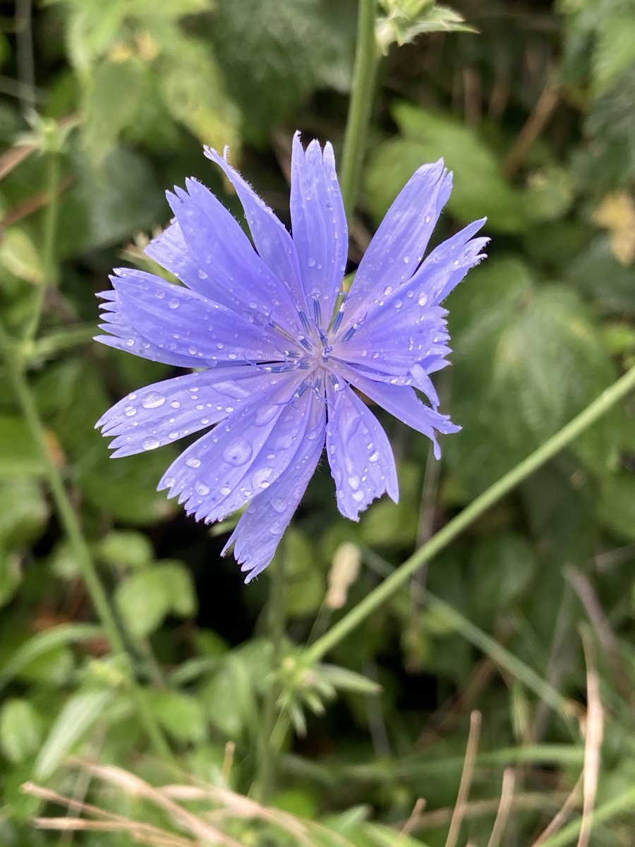 Chicory