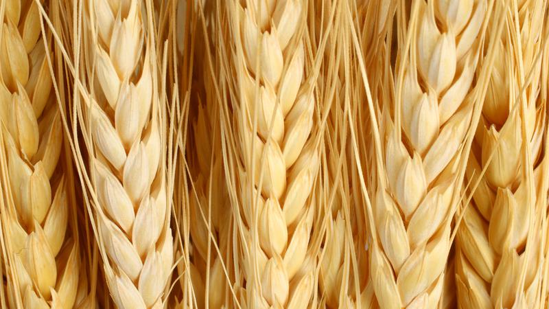 Agriculture report for Tuesday, July 29 dlvr.it/TMBBm1