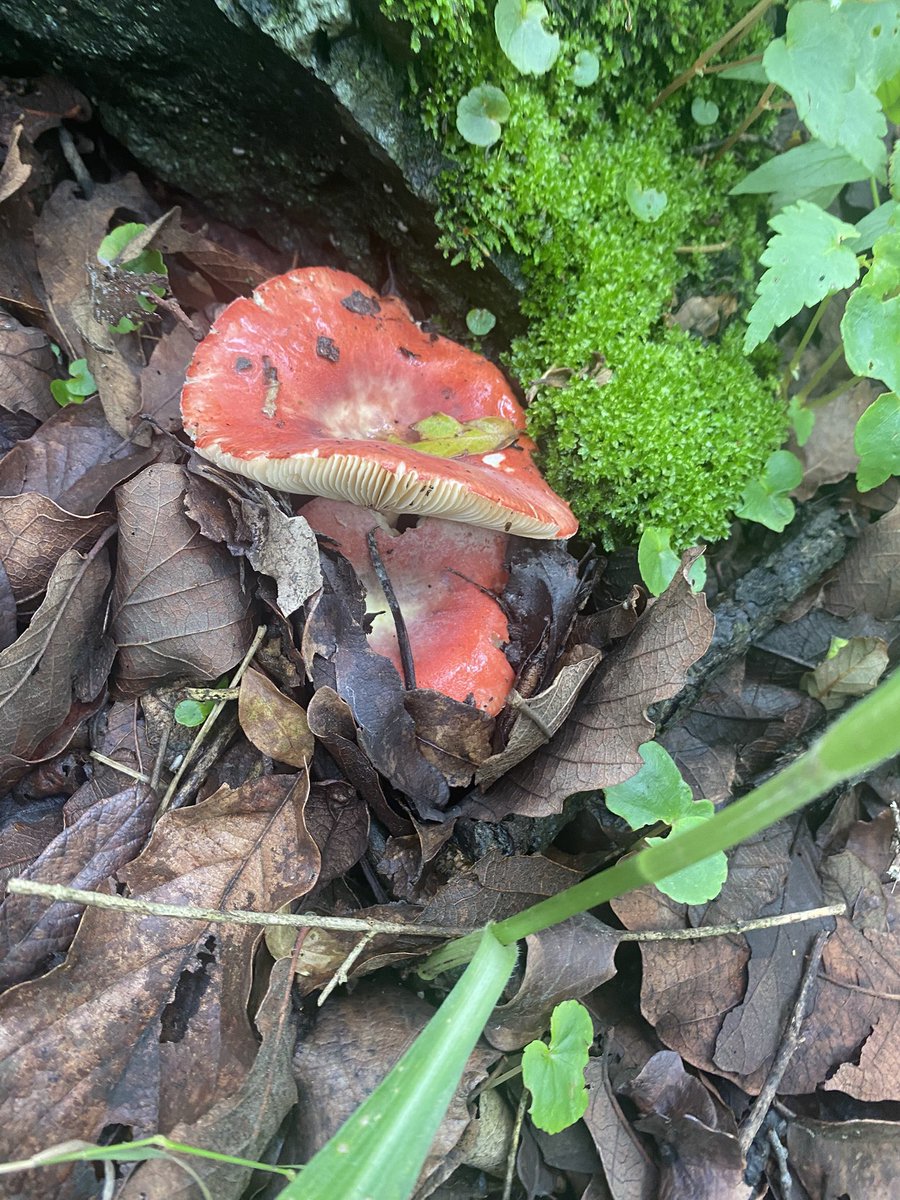 DepUltravioleta's tweet photo. @Fungi_Cosas ¿estos hongos son comestibles? https://t.co/5Yq0PkTpdA