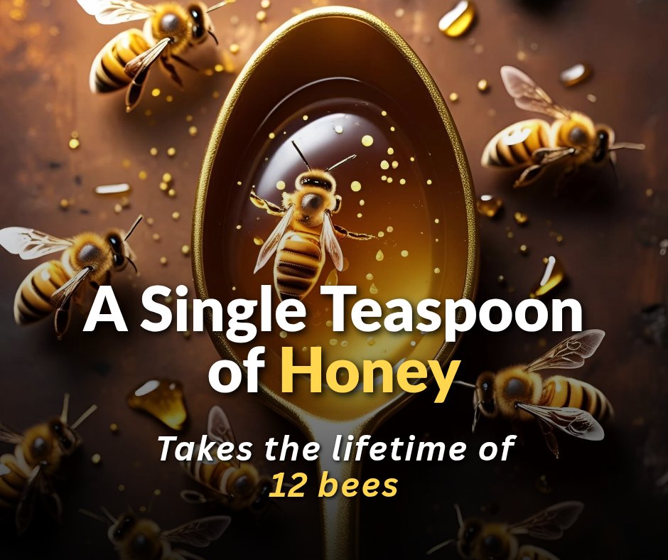 beecoin_sol's tweet photo. A single teaspoon of honey⦠takes the lifetime of 12 bees.
Thousands of flights. Millions of flowers. All for one golden drop.
Next time you taste honey, remember: itβs more than sweet
itβs a sacrifice, a story, a lifetimeβs work.
#BeeAmazing #HoneyFacts #ApisCoin #SaveTheBees https://t.co/F6VzEUSSgi