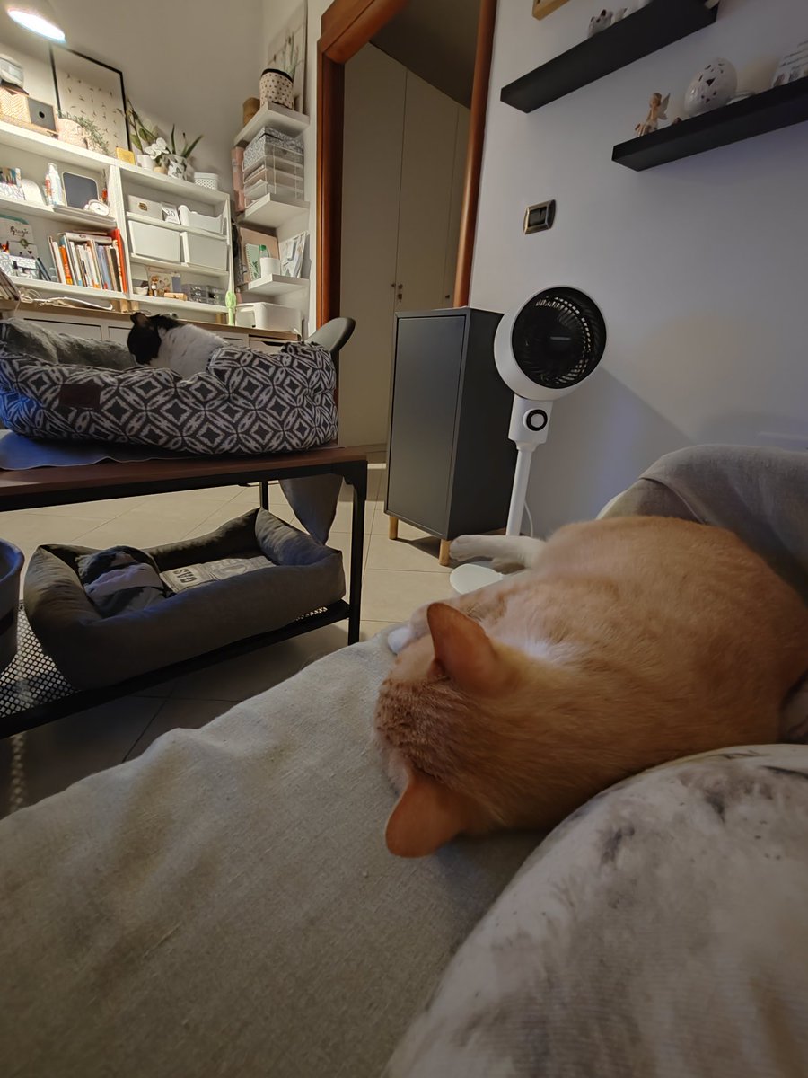 Gatti &amp; divani nel chill del ventilatore 😸😸🪭🪭