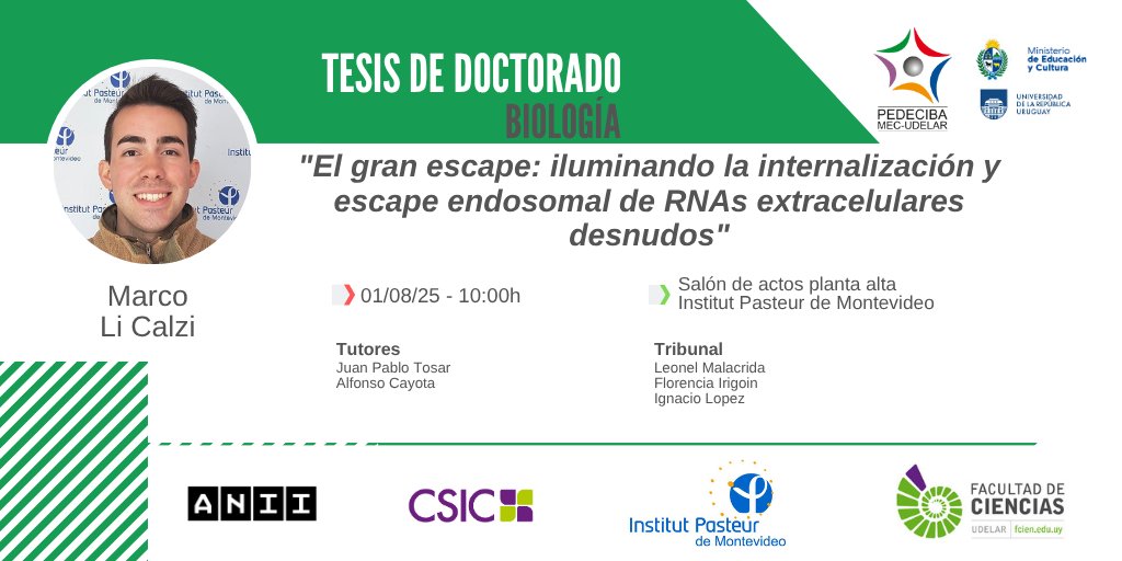 El gran escape: iluminando la internalización y escape endosomal de RNAs extracelulares desnudos

Tesis de #Doctorado del #EstudiantePEDECIBA Marco Li Calzi

01/08 - 10h

#SomosPEDECIBA
#ConstruyendoCIENCIA

+ info pedeciba.edu.uy/es/defensa/el-…