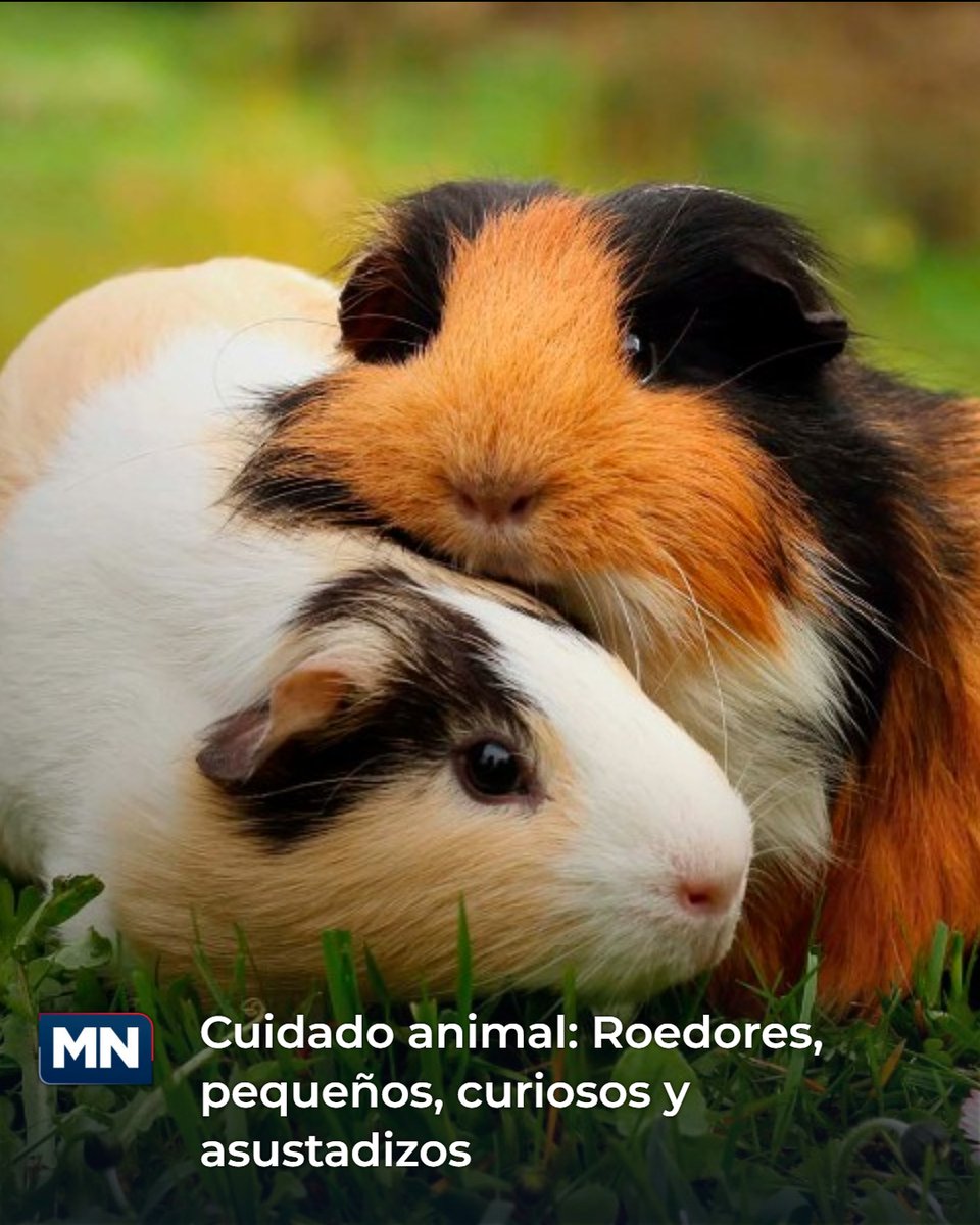 MeganoticiasZAM's tweet image. 🐭acortar.link/6AtIhV
Pequeños pero importantes: los roedores como mascotas requieren cuidados especiales. ¿Te gustaría tener uno en casa?

#Mascotas #BienestarAnimal #CuidadoResponsable #Roedores