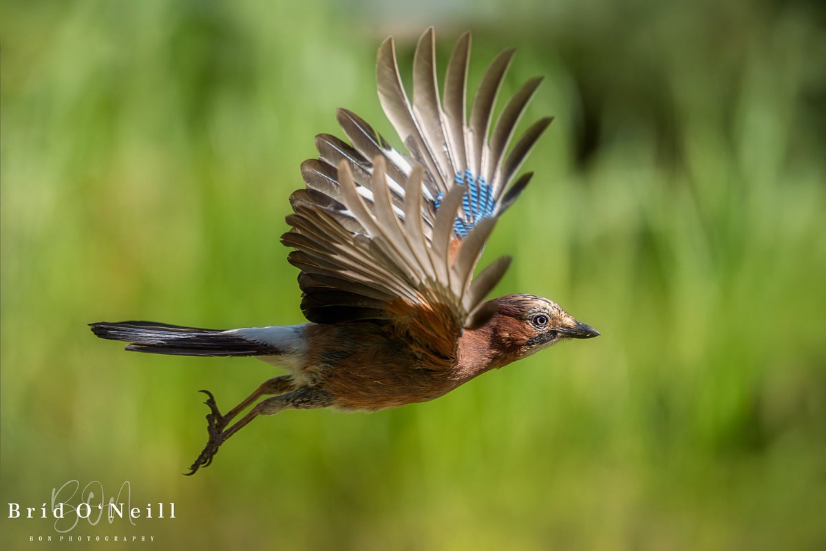 NeillBrid's tweet photo. Fly-by Jay
Did you know ?
-Jays are skilful mimics of other birds and animals. When threatened, they are likely to imitate the calls of tawny owls, sparrowhawks and even domestic cats.
#jay #eurasianjay #jaybird #BONPhotography https://t.co/KN19hK0DsV