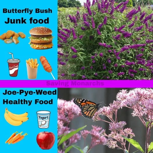 ZientekMary's tweet photo. We all have to decide which plants we put into our gardens.
Just like food some are way better than others.
Choose wisely, Choose Native Plants!
#savingmonarchs #nativeplants #sweetjoepyeweed #joepyeweed #butterflybush #invasivespecies #naturalgarden #gardening #prairie #Wildlife https://t.co/raCgRNtBLo