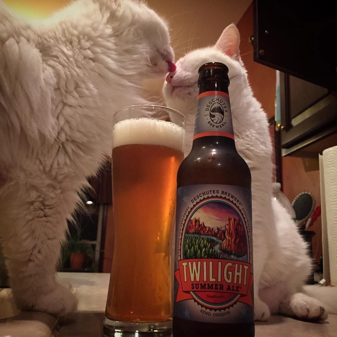 JimmRet's tweet photo. #ThisDayIn 2015
#thePuff kisses #Sonya #beercat for a @DeschutesBeer Twilight Summer Ale!
#beer #whitecat #katze #kat #gato #貓 #kitty #猫 #bier #instacat #catsofinstagram #neko #catstagram #kiss #cerveza #cats #cute #Ale https://t.co/tmmKQoVml2