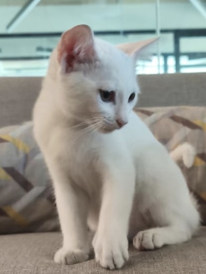Kuru mama yiyor 
Kum eğitimi var
5 aylık dişi Ankara Cevizlidere ücretsiz 
İletişim: yüksel bey 05446904506