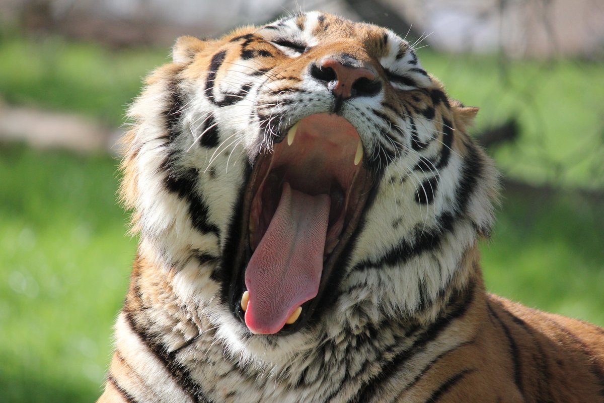 International Tiger Day Spotlight: Nimmo 

Today is International Tiger Day, a day to raise awareness for one of the world's most majestic and endangered big cats. Here at PAWS, we're celebrating Nimmo, one of the beautiful tigers who calls our sanctuary home.

Nimmo, a tiger