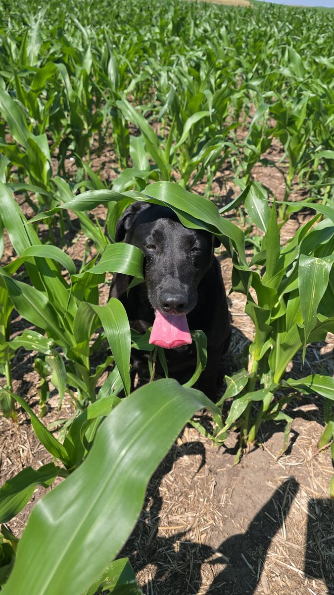 Just a farm dog living his best life.