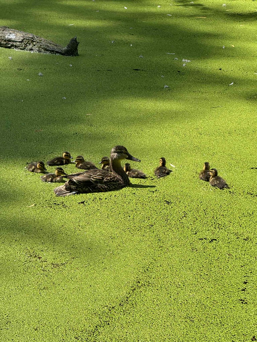 Rescue of ducklings...
Grate cleaners Jessica &amp; Marilyn discovered 6 ducklings stuck in a water outflow grate. They would not survive. Park foreman James &amp; Supervisor Phil lifted the grate &amp; released the ducklings to their mamma who was waiting for them. Stewardship matters❤️🦆