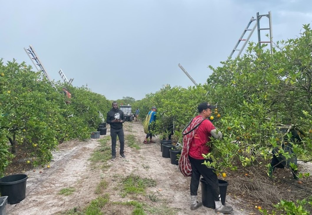 Tip of the Week: Emerging Trends in Nutrient Rate Studies tinyurl.com/ydtrx8k6 #AllInForCitrus <a href="/soil_management/">Water & Nutrient Management Lab UF/CREC</a>