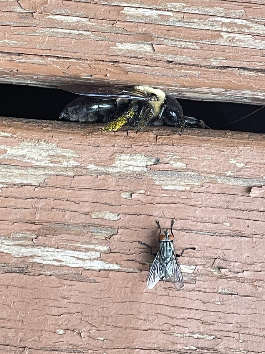YouHurDat's tweet photo. Winged fellow. Black n yellow. 
Trackin buds and blooms. 
Keep it mellow. Cool like jello. 
Back ‘em or we doomed. 🐝 
@}~}~
#blacknyellow #pollination #rhymetime #youhurdat #savethebeessavetheworld @purdypaper #purdypaper https://t.co/Pc5v26vMXN