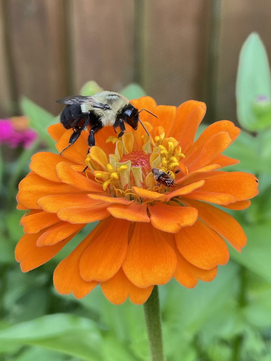 YouHurDat's tweet photo. Winged fellow. Black n yellow. 
Trackin buds and blooms. 
Keep it mellow. Cool like jello. 
Back ‘em or we doomed. 🐝 
@}~}~
#blacknyellow #pollination #rhymetime #youhurdat #savethebeessavetheworld @purdypaper #purdypaper https://t.co/Pc5v26vMXN