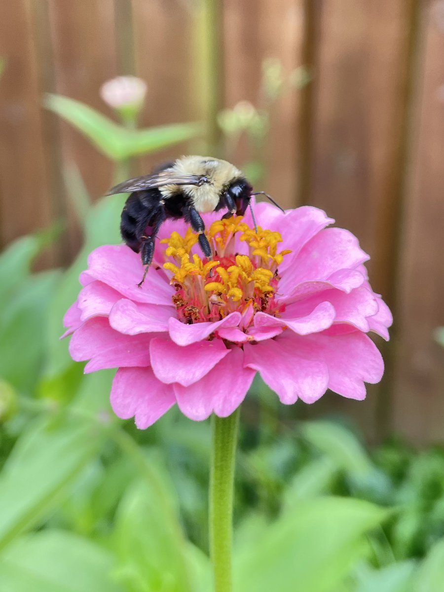 YouHurDat's tweet photo. Winged fellow. Black n yellow. 
Trackin buds and blooms. 
Keep it mellow. Cool like jello. 
Back ‘em or we doomed. 🐝 
@}~}~
#blacknyellow #pollination #rhymetime #youhurdat #savethebeessavetheworld @purdypaper #purdypaper https://t.co/Pc5v26vMXN