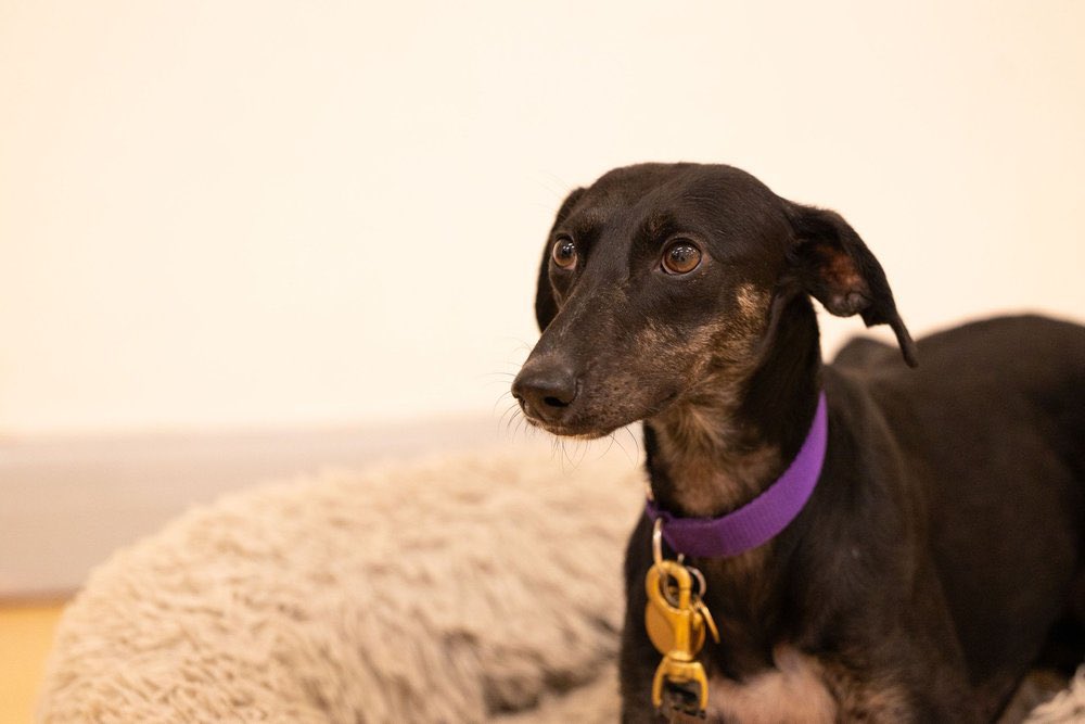 Meet Lulu, a dainty and elegant Lurcher - possibly a Whippet x Saluki - standing just 21” &amp; weighing 15kg. Around 18 months to 2 years old, Lulu is a sweet, slightly shy girl with a cheeky little Saluki sparkle that shines once she feels safe and secure #rehomehour