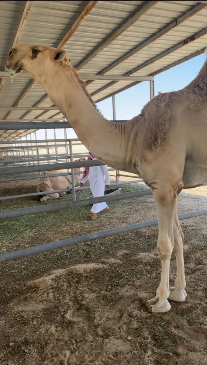 نايف الراجحي (@naifalrajhi03) on Twitter photo أنتاج الراجح ولد عليان ابو عجاريد الله يبارك فيه 
#الراجحات أنتاج الراجح ولد عليان ابو عجاريد الله يبارك فيه 
#الراجحات