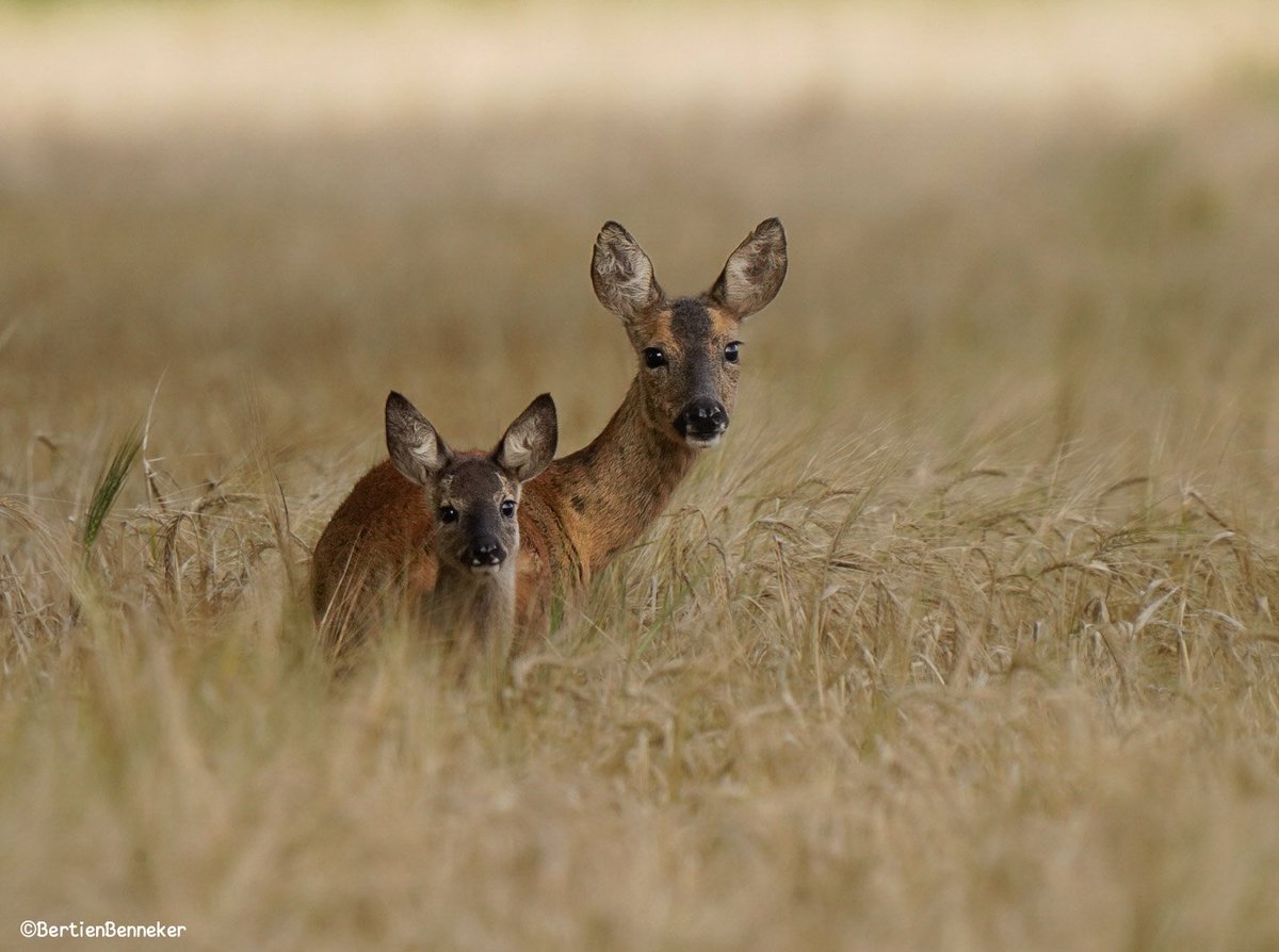 Het rondje werd beloond #reeën 🥰