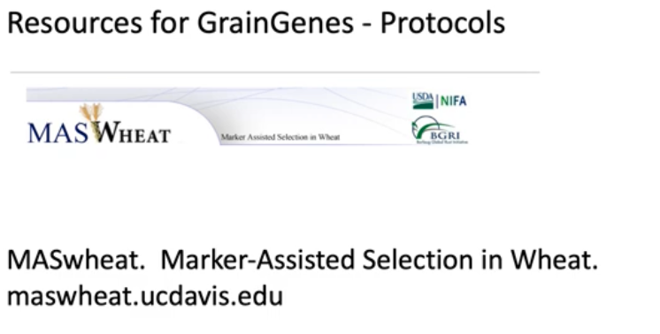 GrainGenes (@graingenes) on Twitter photo New tutorials from GrainGenes:
- Wheat Gene Catalogue at Komugi
- Marker-Assisted Selection in Wheat (MASwheat)
graingenes.org/GG3/content/ju… <a href="/WheatInitiative/">Wheat Initiative</a> New tutorials from GrainGenes:
- Wheat Gene Catalogue at Komugi
- Marker-Assisted Selection in Wheat (MASwheat)
graingenes.org/GG3/content/ju… <a href="/WheatInitiative/">Wheat Initiative</a>