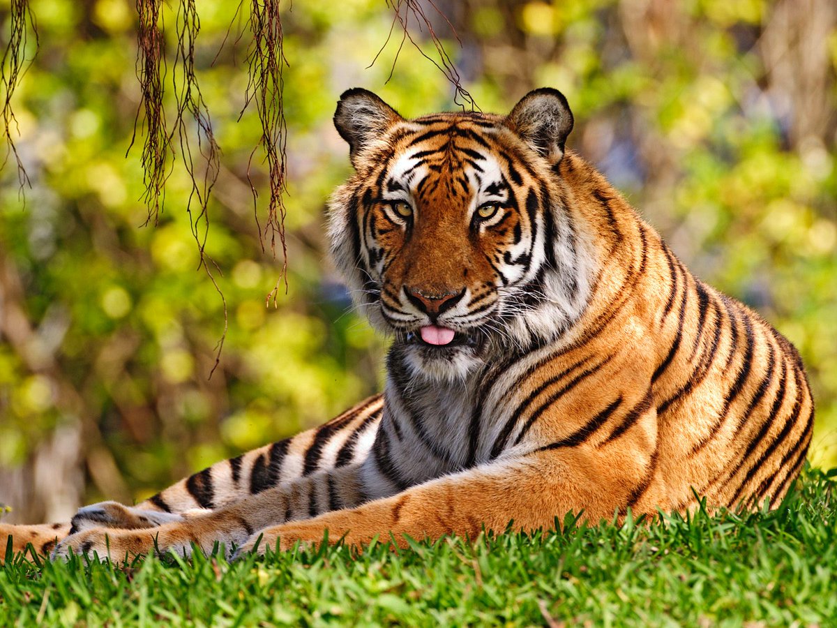 Happy #InternationalTigerDay