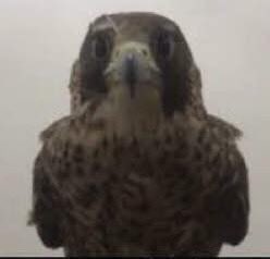 #حرق_كينقدوم

كانسارو اذا شاف سوأو جايه ومعه 50 الف بيقتله بعد مافكه