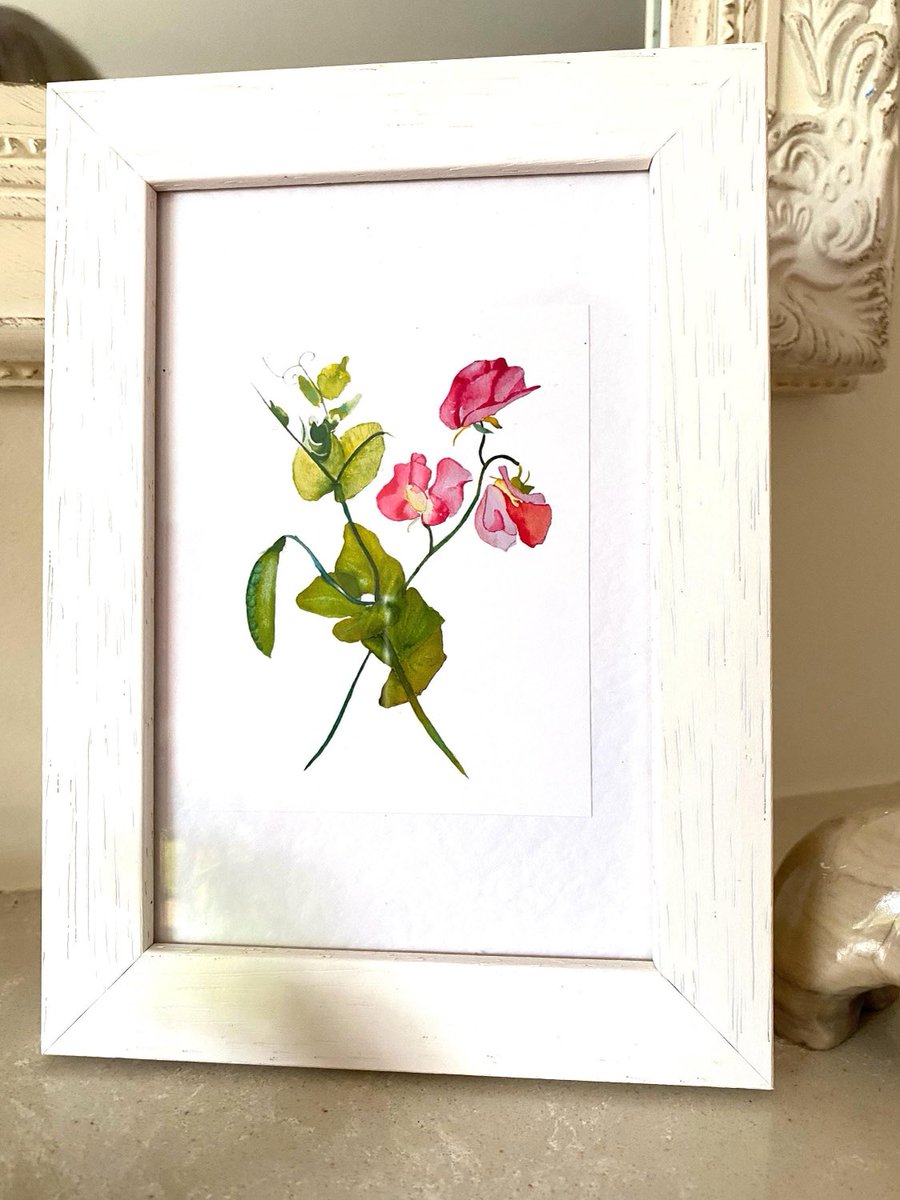 This sweet pea and garden pea botanical original art framed print is a favourite with nature lovers #MHHSBD #SMILEtt23 #CraftBizParty ⁦<a href="/Etsy/">Etsy</a>⁩ ⁦<a href="/TheSBS_Crew/">#SBS Crew</a>⁩ cardsbymormorjan.etsy.com/listing/117247…
