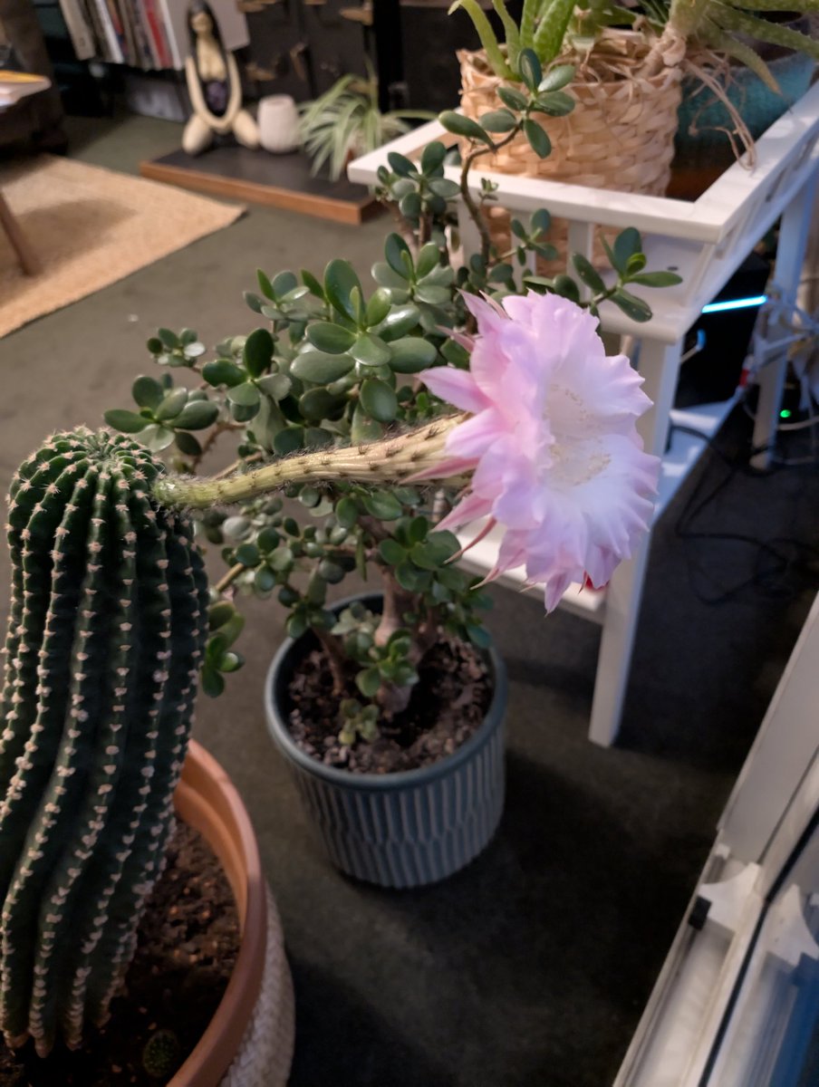 This year cactus Nigel seems to have gone for single full size child, smelling beautifully of a kind of bergamot
