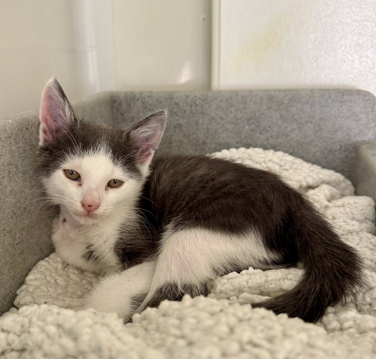 Does anyone in the area recognise these two kittens? They were found in a bush on Ruckhall Lane on Saturday 26th July. We don't know how long they were there. Now safe in our care. Please get in touch if you have any information that might help us 🙏
#hereford #kittens