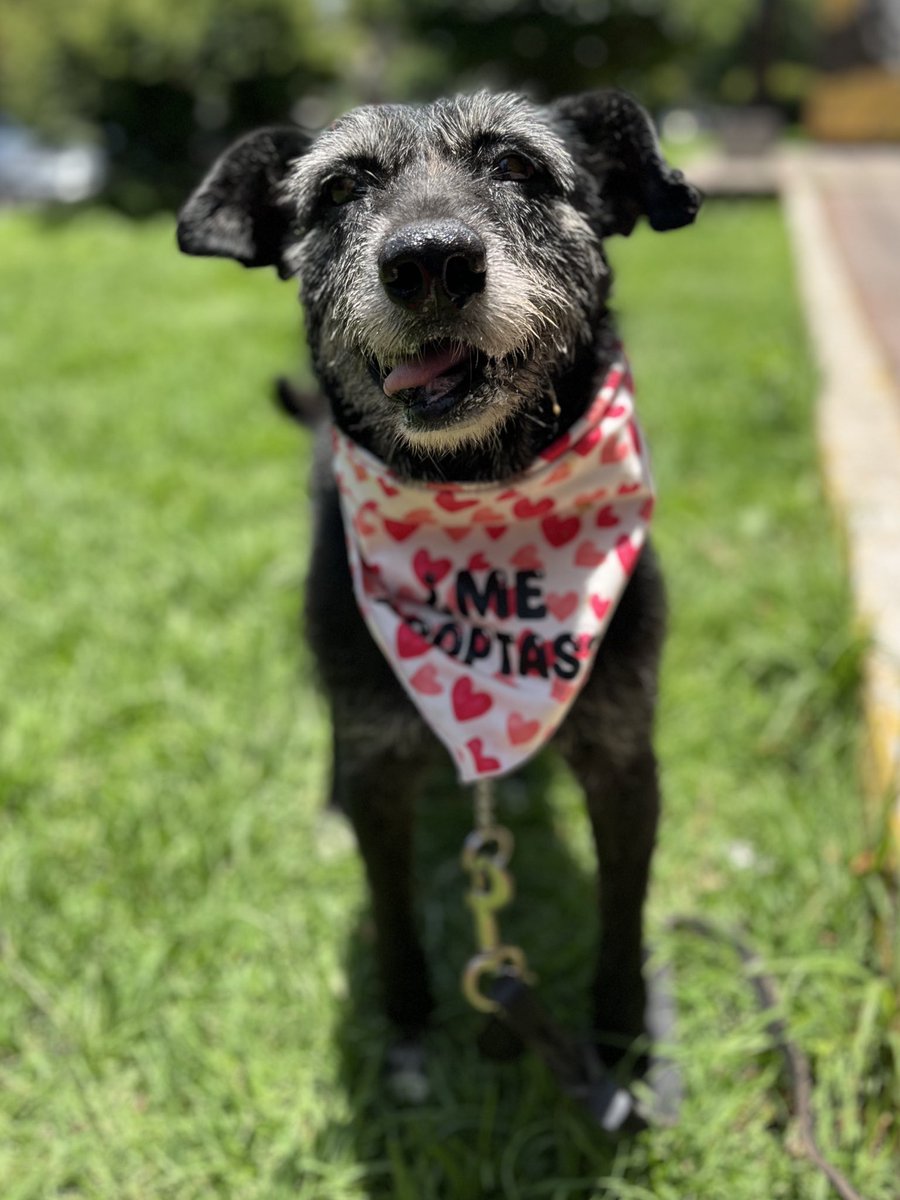 ¿Habían visto a una viejita tan hermosa? 🥹
Adopten a Juanita, una abuelita que solo quiere amor en sus últimos años 💛🐾

Estamos en CDMX.