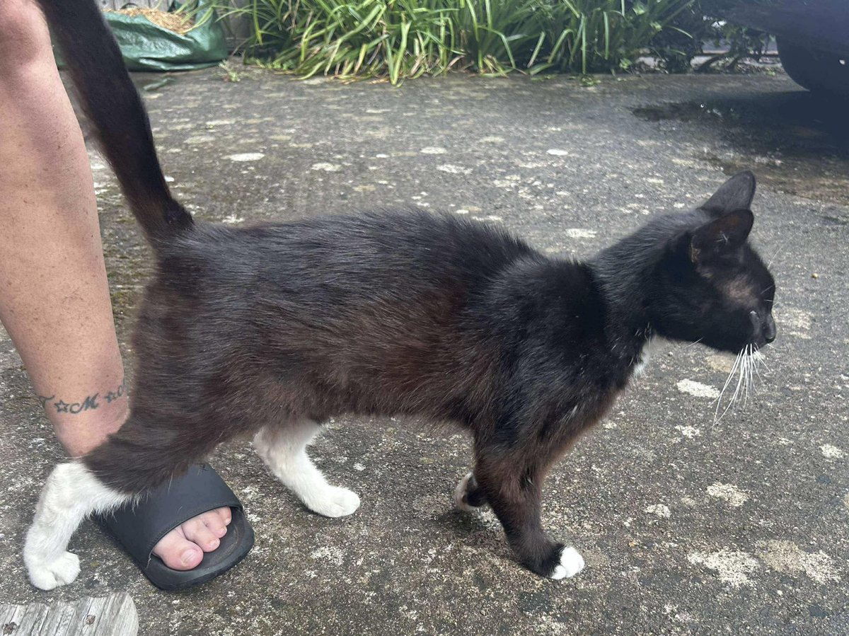 This cat has been hanging around a house in Cumbrae Avenue, Hereford. He is microchipped to an address in Marden, but the details appear to be incorrect. If you have any information that could help us reunite him with his family, please contact us 🙏
#hereford #lostcat