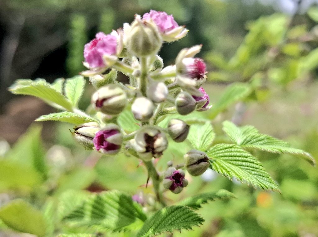 Rubus niveus (Mysore raspberry, Ceylon raspberry and Hill raspberry growing and vibing in the garden.