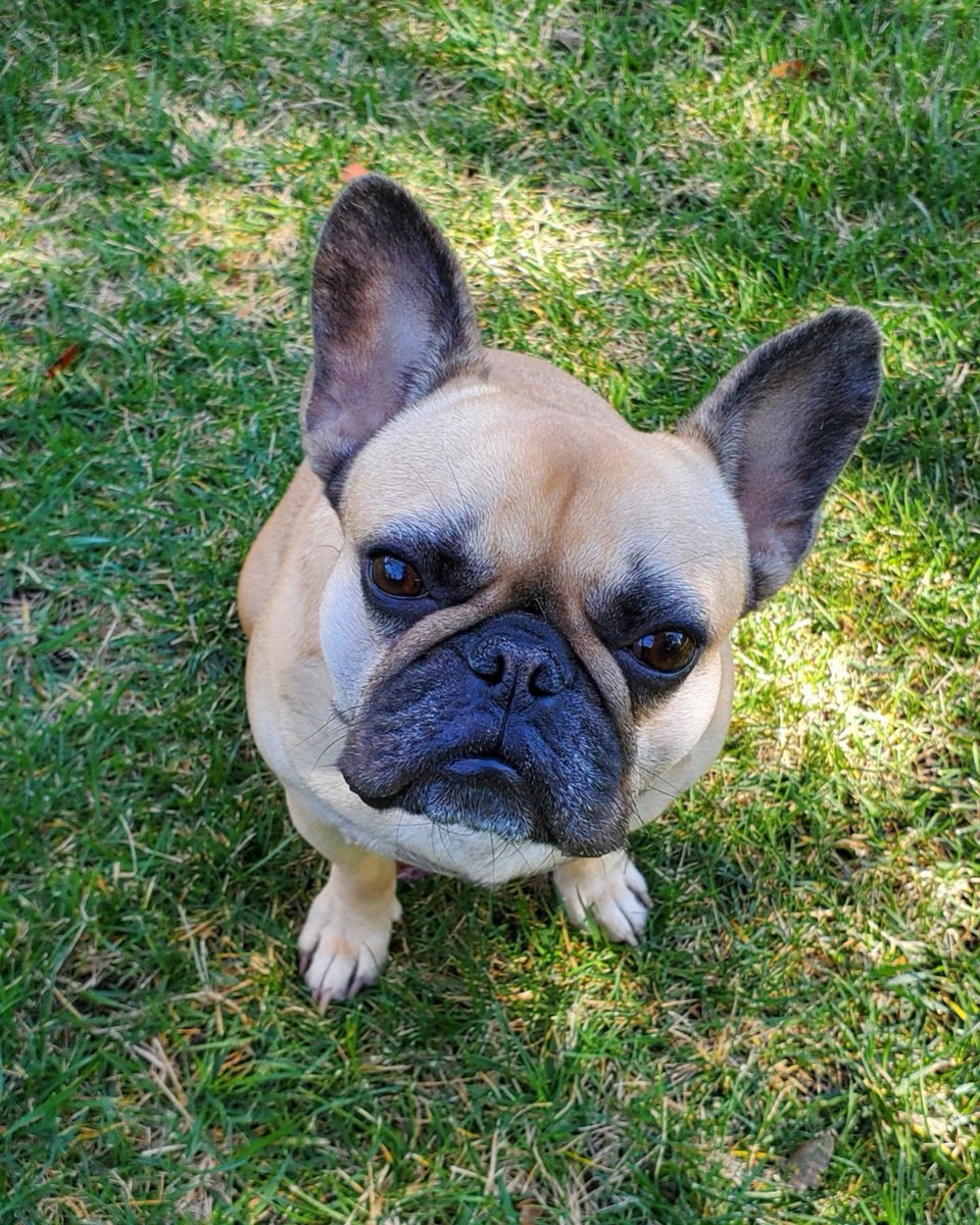 29_chubbyAmelia's tweet image. Today would have been Amelia&apos;s 🌈 sixth birthday ❤️ I wanted to post her on her X/Twitter home 🤍 I miss her so very much 💔 She&apos;s &quot;in my heart&quot; each and every day ❤️ 
#dogsoftwitter #dogsofx #frenchie #mybff #foreverloved