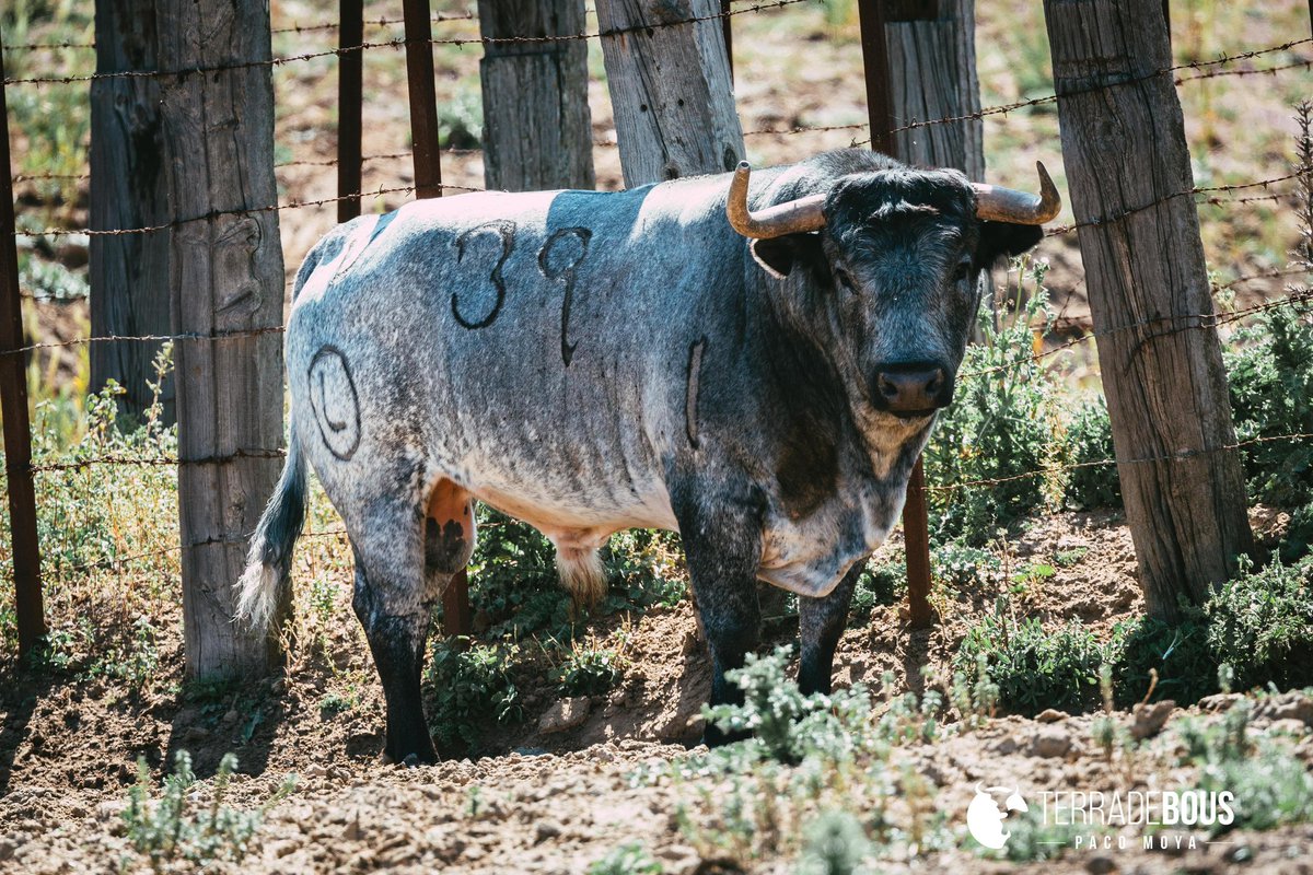 ‼️📷 Toros de Ana Romero para la corrida del próximo día 1 de agosto en San Ignacio.

👉🎟️ 𝗖𝗢𝗠𝗣𝗥𝗔 𝗧𝗨𝗦 𝗘𝗡𝗧𝗥𝗔𝗗𝗔𝗦 taquillas de la plaza y a través 📲 torosazpeitia.com 

#azpeitiazezenketakulturada