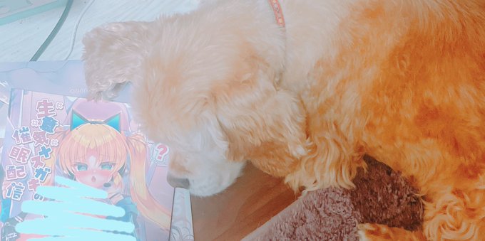 あのー…エロ漫画を枕にしないでいただけますかね…😅 